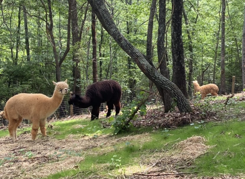 You are currently viewing Animal-Assisted Therapy for Teens