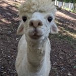 llama recovery center