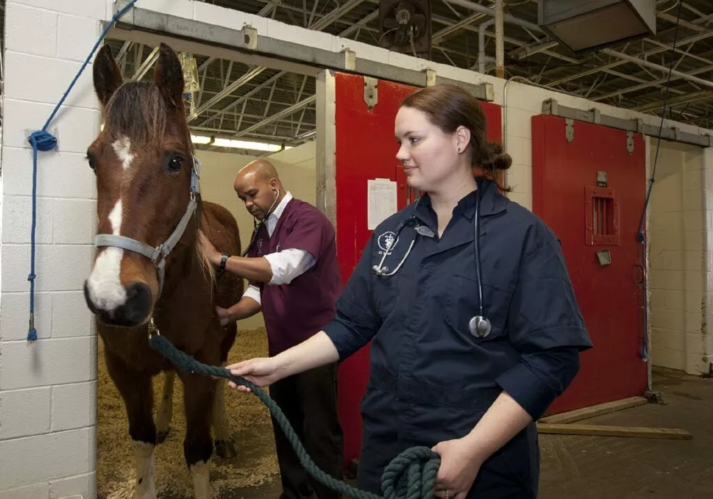 7 Benefits of Equine Psychotherapy for Teens